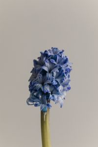 Kaboompics - Macro View of Blue Hyacinth Petals with Detailed Floral Texture