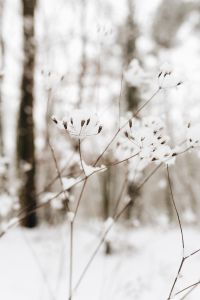 Snow on dry twigs