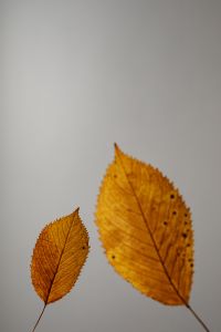 Kaboompics - Close-Up of Golden Autumn Leaf Veins on Gray