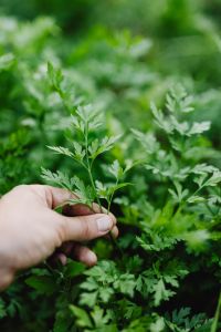 Kaboompics - Single Parsley Sprig in Focus Against a Soft Green Herb Garden