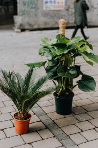 Kaboompics - Monstera and Sago Palm in Pots on a Paved Street