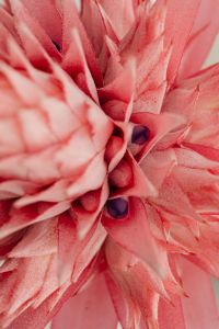 Kaboompics - Aechmea Leaves Framing a Pink Bloom