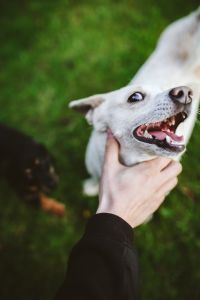 Kaboompics - Close-Up Portrait of a White Dog Being Petted Outdoors, Happy Pet Lifestyle