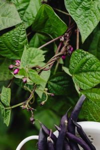 Kaboompics - Close-Up of Purple Beans in a Colander with Garden Foliage