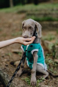 Dog dressed in post-surgery clothes - Recovery Suit