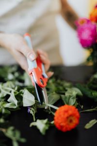 Kaboompics - Close-Up of Pruning Shears and Flower Stems
