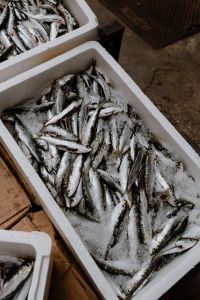 Kaboompics - Fresh catch of fish in styrofoam containers