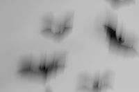 Kaboompics - Blurred Bat Silhouettes Against a Pale Background