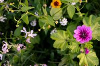Kaboompics - Pink Mallow Flower Among Summer Wildflowers