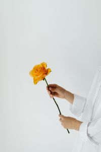Orange Rose Held with Two Hands for Minimal Floral Ad Design