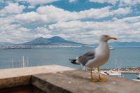 Kaboompics - Motion-Blurry Seagull Against the Naples Bay and Vesuvius