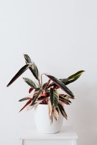 Kaboompics - Potted Calathea Triostar Houseplant on White Background