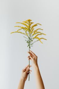 Kaboompics - Goldenrod Stem Held in Both Hands for Fall Floral Editorials