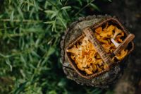 Kaboompics - Basket Of Chanterelle Mushrooms On Tree Stump