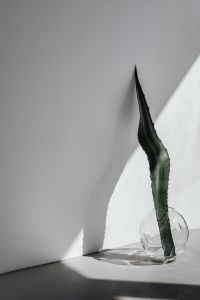 Kaboompics - Agave Leaf And Glass Vase In A White Room With Long Geometric Shadow