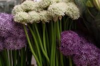 Kaboompics - Purple and White Alliums with Long Green Stems