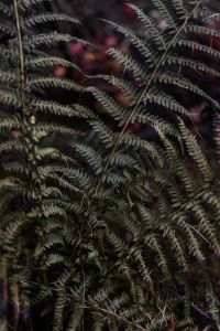 Kaboompics - Fern in the forest