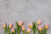 Kaboompics - Minimal Pink Tulip Tips on Gray Texture for Seasonal Poster and Website Backgrounds