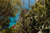 Kaboompics - Prickly Pear Cactus and Trees Framing Turquoise Amalfi Coast Water