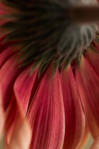 Kaboompics - Pink Flower Underside Macro
