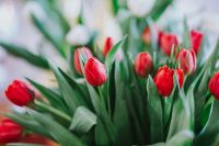 Kaboompics - Beautiful red flowers