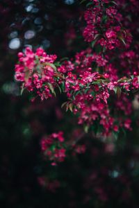 Kaboompics - Close-Up Pink Blossom Branch Against Dark Foliage