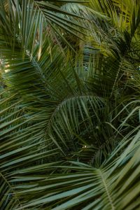 Kaboompics - Dense Palm Leaves in Tropical Garden