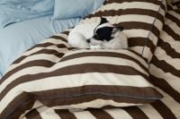 Kaboompics - Small Dog Sleeping on Cozy Striped Bedding