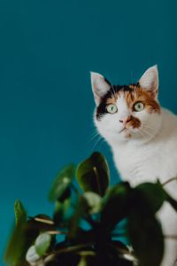 Kaboompics - Cute tricolor cat