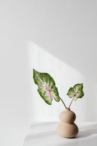 Kaboompics - Two Caladium Leaves in a Beige Vase for Neutral Home Decor