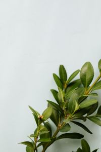 Kaboompics - Buxus - Boxtree - Boxwood