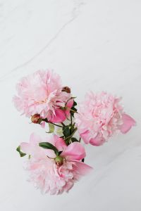 Peonies on White Marble