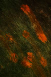Kaboompics - Orange Floral Background with Motion Blur