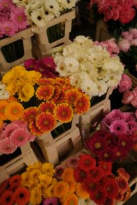 Kaboompics - Mixed Gerbera Daisies and Peony Bouquets in Florist Buckets