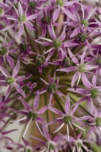 Kaboompics - Purple Star-Shaped Blooms in Floral Macro