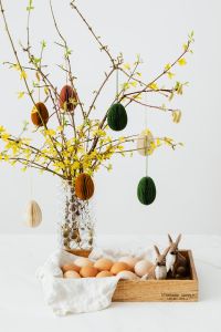 Kaboompics - Easter with Forsythia
