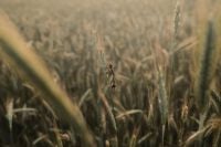 Kaboompics - Bumblebee Resting on Grass Stem in Blurred Field
