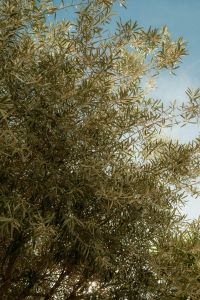 Kaboompics - Olive Tree Branches in Warm Sunlight
