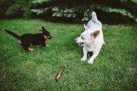 Kaboompics - White Dog Running toward a Stick with a Small Black Dog in the Background