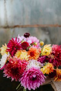 Kaboompics - Close Up Of A Colorful Dahlia Bouquet