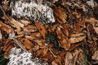 Kaboompics - Birch Bark and Wood Chips in an Autumn Forest Texture