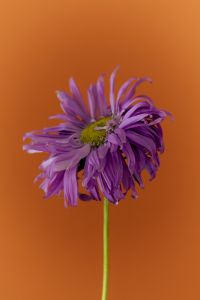 Kaboompics - Single Purple Flower With Curled Petals on Orange Background