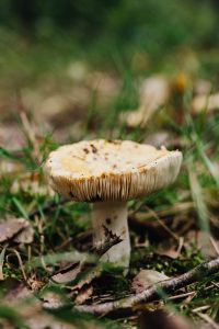 Kaboompics - White Mushroom Cap Rising From Moss and Grass