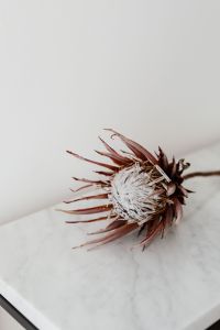 Kaboompics - Protea on The White Marble Table, White Background