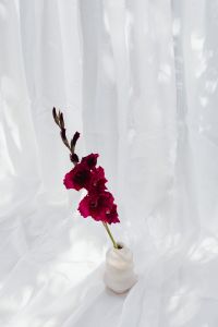 Kaboompics - Burgundy Gladiolus in White Vase Against Sheer Curtains