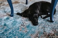 Kaboompics - Black dog on a light blue carpet