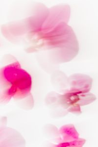 Kaboompics - Minimal Soft Pink Orchid Blur Background