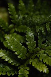 Kaboompics - Soft Focus Green Fern Leaves with Deep Garden Background