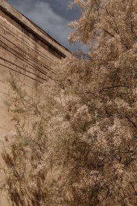 Kaboompics - Dry Shrub and Stone Building Background