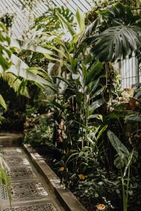 Kaboompics - Dense Tropical Greenery with Botanical Garden Texture